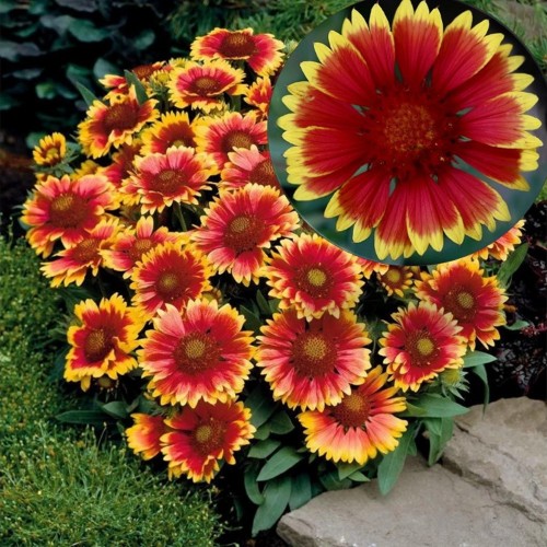 Gaillardia 'Bremen' - Mõrsjalill 'Bremen' P9/0,55L